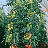 Улаан лооль