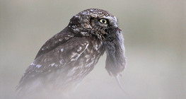 Шар шувуу ангийн олзтойгоо