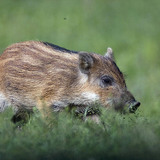 Зэрлэг гахайн тоорой