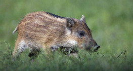 Зэрлэг гахайн тоорой