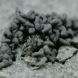 Чийгийн улаан хорхойн ялгадас