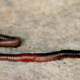 Чийгийн улаан хорхой