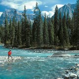 Канадын тайга