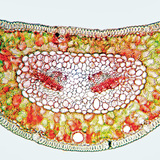 Шотландын нарсны навчны хөндлөн огтлолыг Конго улаан ба хризоидиноор будсан (целлюлоз нь улаан, лигнин нь шар өнгөтэй)