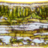 Навчны ирний хөндлөн огтлол