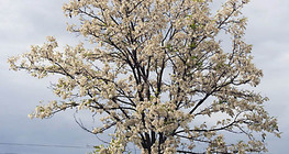 Цэцэглэж буй цагаан хуайс мод