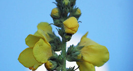 Хар вербаскум