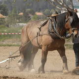 Анжис татах