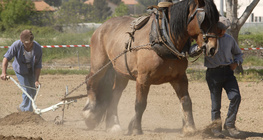 Анжис татах