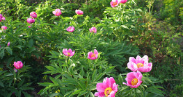 Нохойн хошууны цэцгүүд