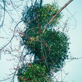 Цагаан борз