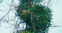 Цагаан борз