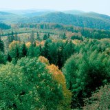 Сэрүүн бүс нутагт орших хуурай газрын биом болох навчит ой