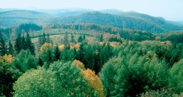 Сэрүүн бүс нутагт орших хуурай газрын биом болох навчит ой