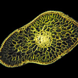 Мөнгөн гацуурын навчны хөндлөн огтлол