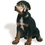 Трансилваний анч нохой