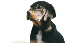 Трансилваний анч нохой