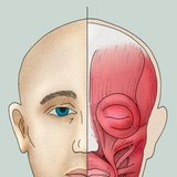 Нүүрний булчингууд