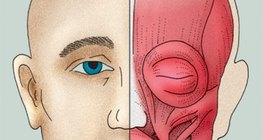 Нүүрний булчингууд