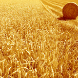 Улаан буудай