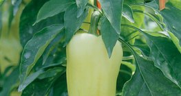 Чижүүний ургамал