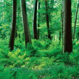 Ойм ургасан ой