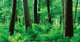 Ойм ургасан ой