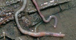 Борооны дараа чийгийн улаан хорхойн үхэл