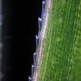 Өвсний ирмэг