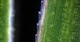 Өвсний ирмэг