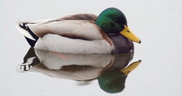 Зэрлэг нугас