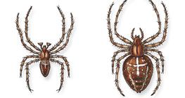 Загалмайт аалз (эрэгчин ба эмэгчин)