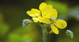 Их шүүдэргэнэ