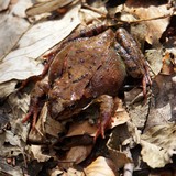 Рана далматина