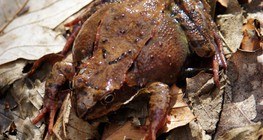 Рана далматина