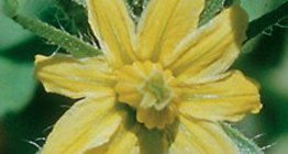 Улаан лоолийн цэцэг