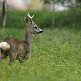 Эр бор гөрөөс