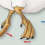 Усанд сэлж буй нугасны хөлийн хөдөлгөөн