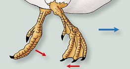 Усанд сэлж буй нугасны хөлийн хөдөлгөөн