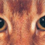 Муурны нүд харанхуйд