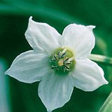 Чинжүүний цэцэг