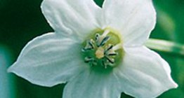 Чинжүүний цэцэг