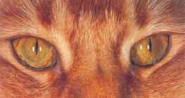 Муурны нүд гэрэлтэйд