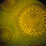 Туузан хорхойн толгой дэгээ, наалдагчийн хамт