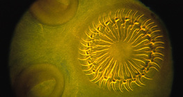 Туузан хорхойн толгой дэгээ, наалдагчийн хамт