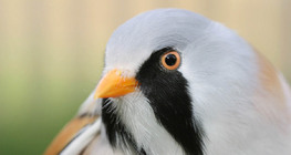 Сахалт шагшуурга бялзуухай