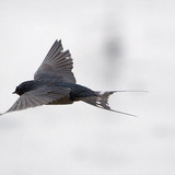 Асрын хараацай