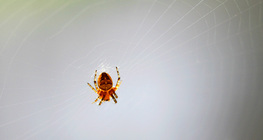 Аалзны шүлс