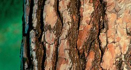 Нарс модны холтос