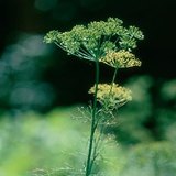 Ногоон гоньд